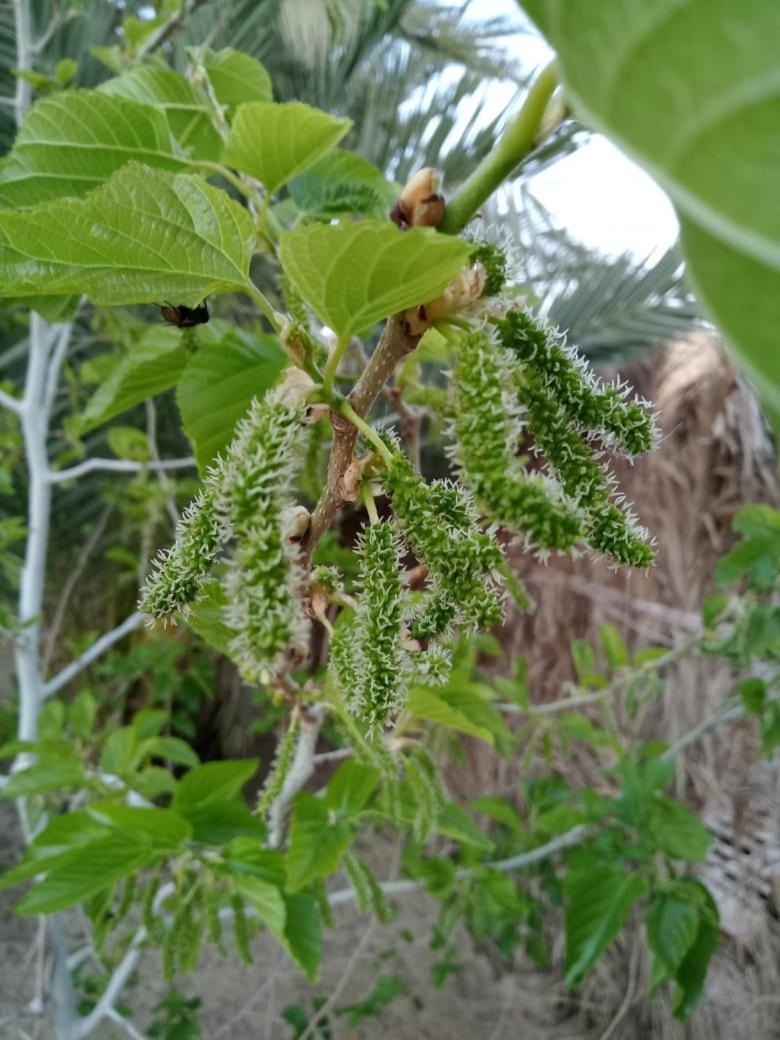 Vila Wafla Siwa Oasis Exteriér fotografie