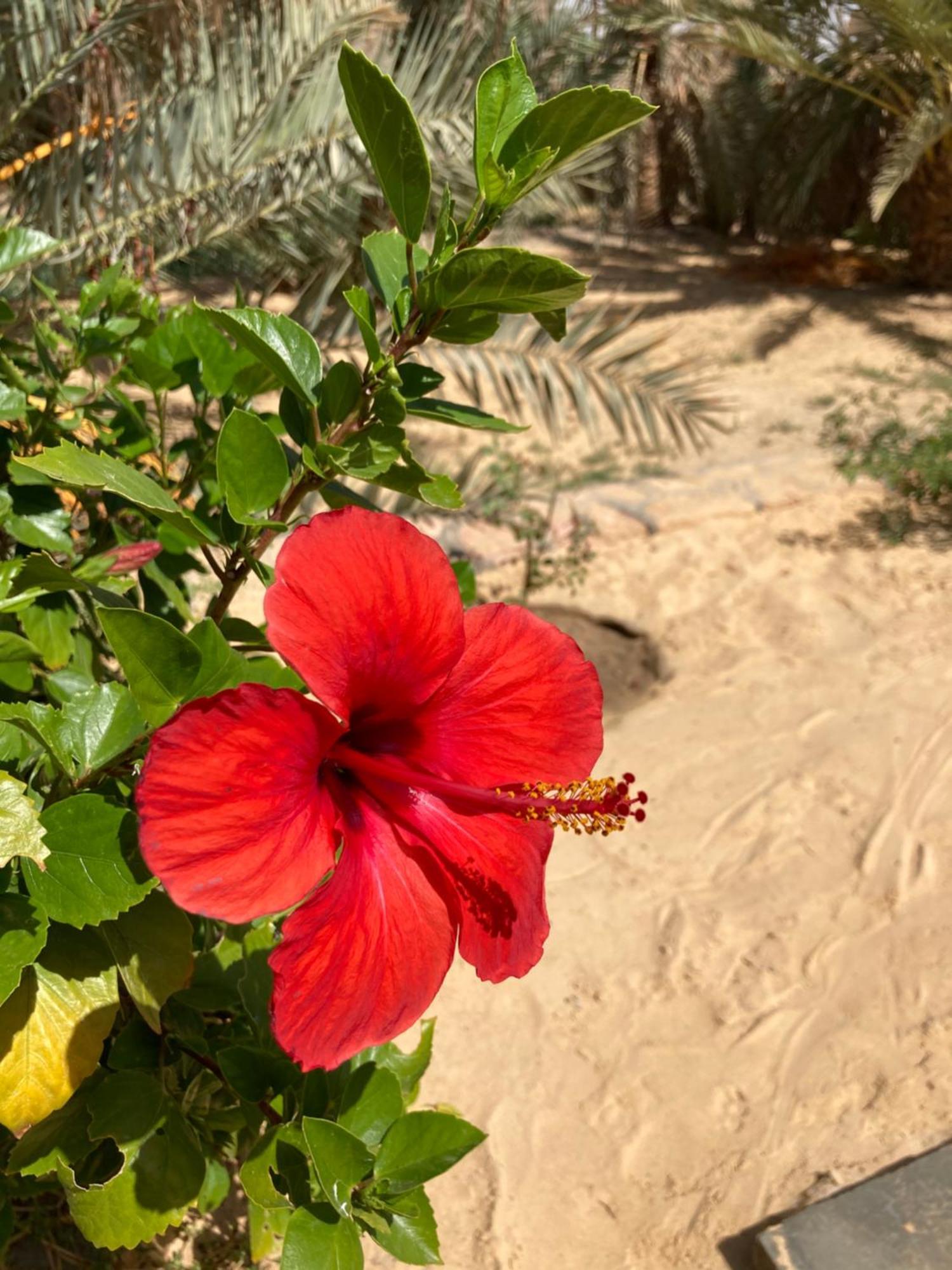 Vila Wafla Siwa Oasis Exteriér fotografie