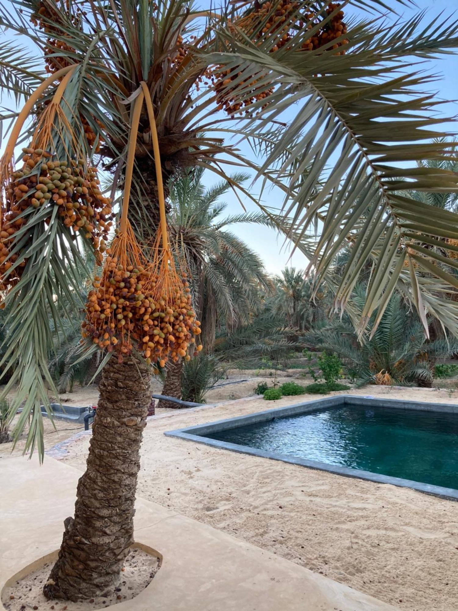 Vila Wafla Siwa Oasis Exteriér fotografie
